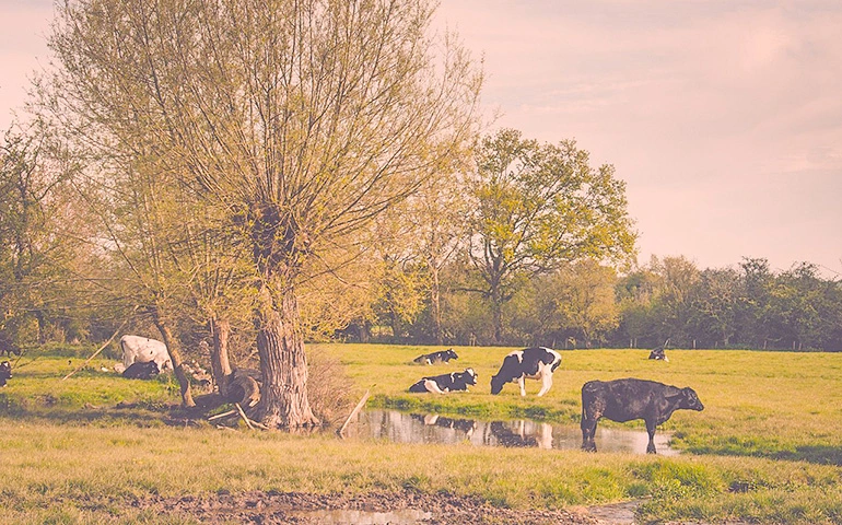 Walberswick Beach Huts